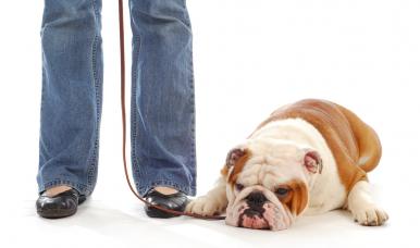 Adiestramiento canino de base