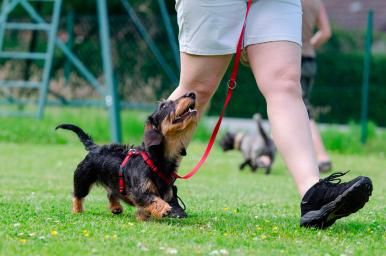 Educador canino online