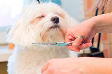 Corte comercial con tijera