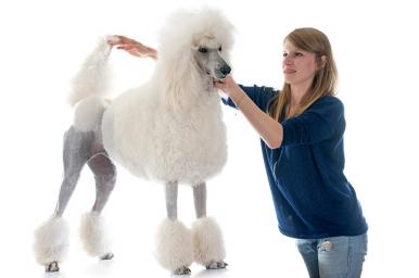 Corte de raza: caniche