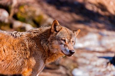 Cuidados de animales salvajes, de zoológicos y acuarios (Oficial)