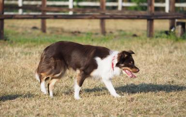 Gestión y dirección de guarderías, criaderos y protectoras