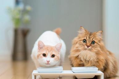 Nutrición y dietética veterinaria