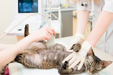 Técnicas de imagen para el diagnóstico - TID