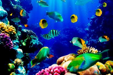 Técnico en acuariofilia