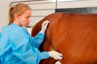 Auxiliar de clínica ecuestre online