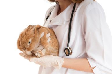 Técnico en pequeños mamíferos