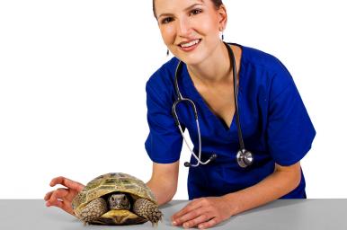 Técnico en reptiles