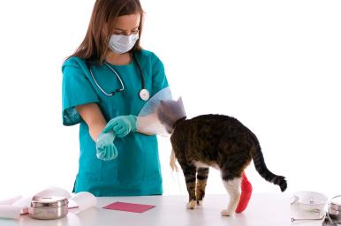 Vendajes funcionales en veterinaria