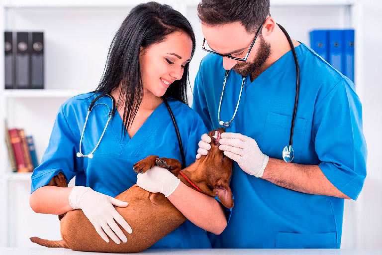 Auxiliar técnico veterinario