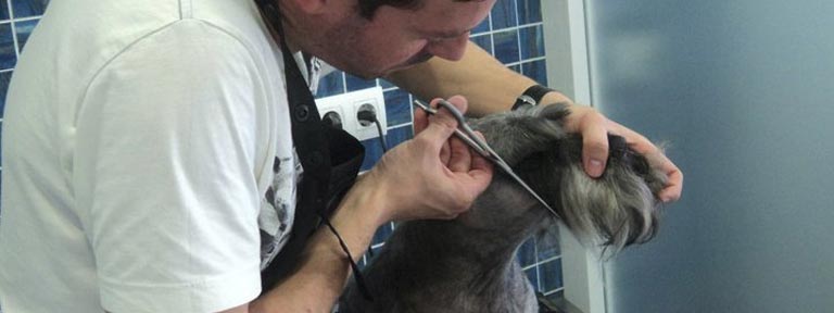 I love peluqueria canina