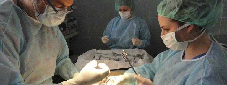 Quiero ser auxiliar de veterinaria